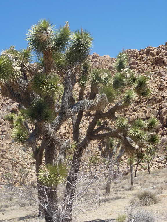 Joshua Tree National Park